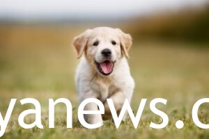 cute dog names