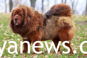 most expensive dogs brown