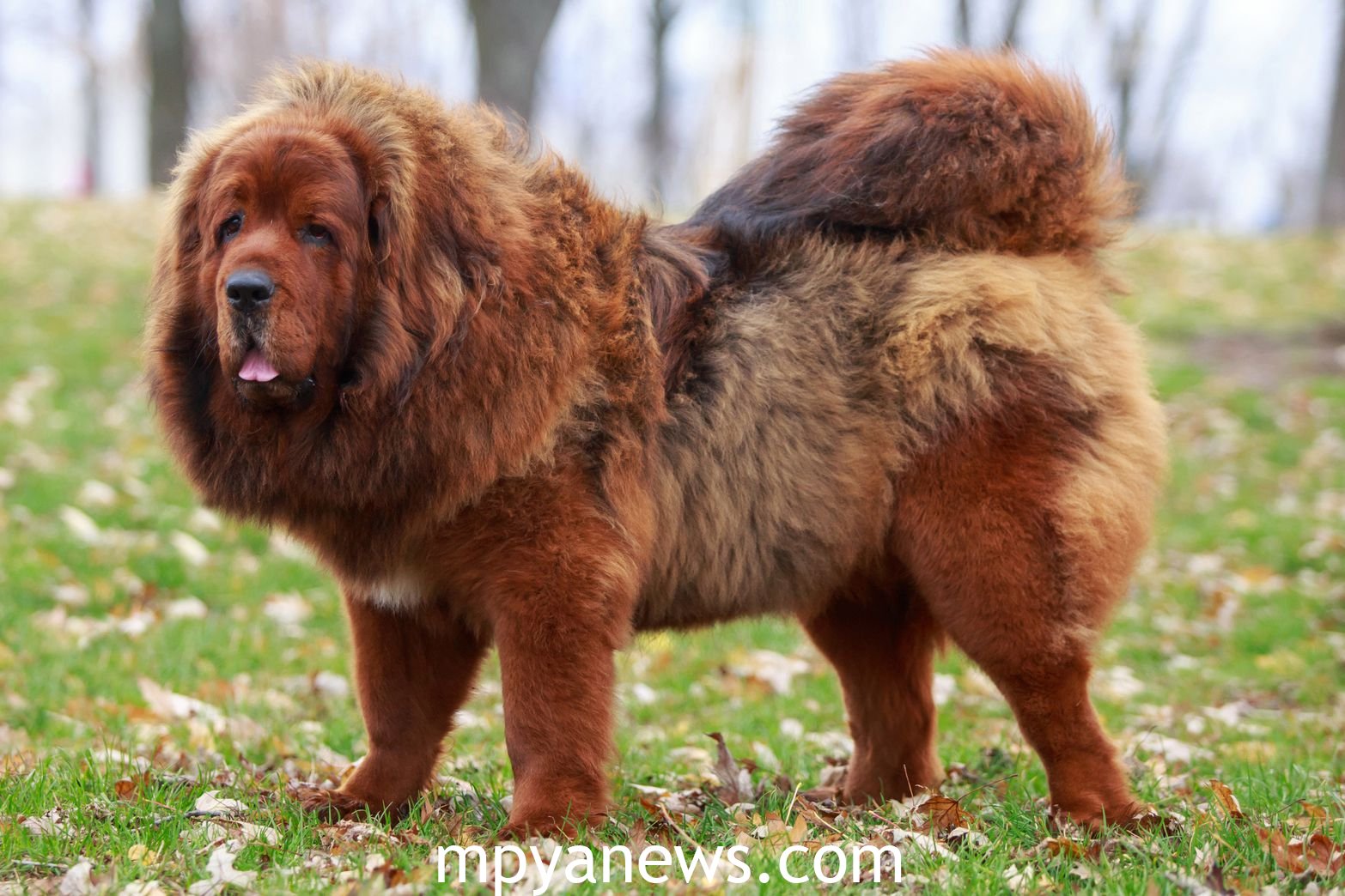 most expensive dogs brown