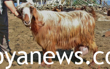 Damascus goat unique coat color