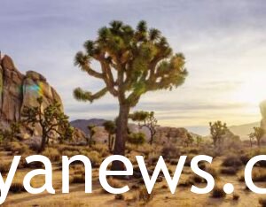 Joshua tree weather