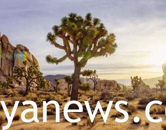 Joshua tree weather