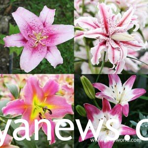 Pink Lily