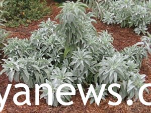 White Sage