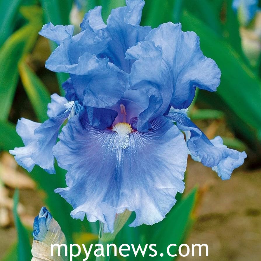 bearded iris purple blue