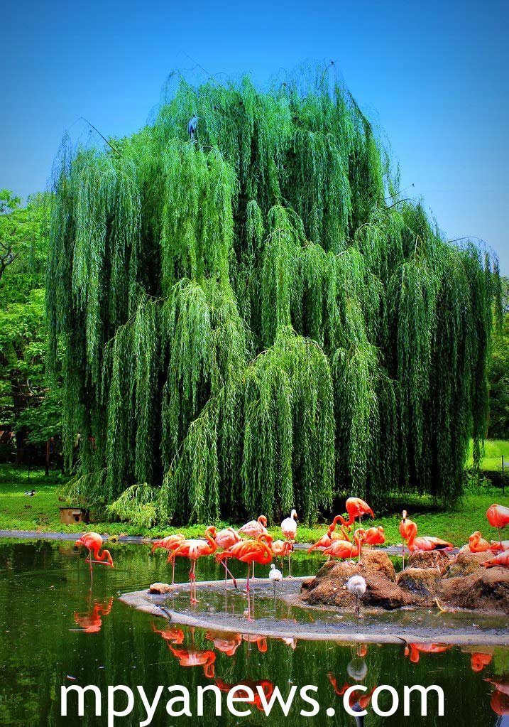 THE Weeping willow
