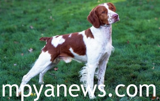 Brittany Spaniel