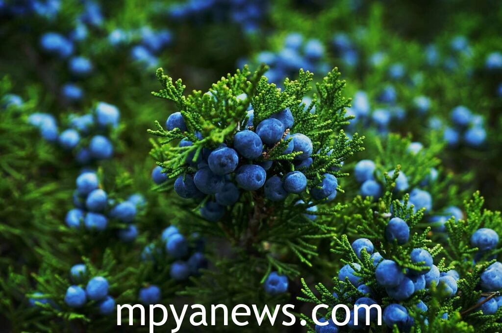 Juniper Berries: blue