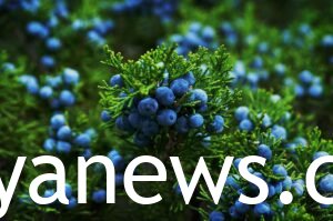  Juniper Berries: blue