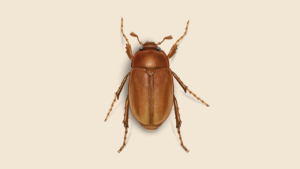 Scientists Unveil 13 Mind-blowing Facts About June Bug