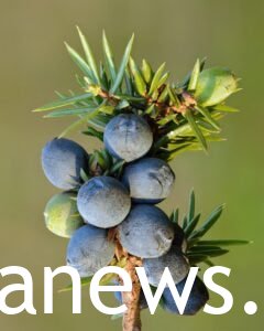 Juniper Berries