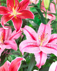 Unveiling Billionaires Who Own Pink Lily