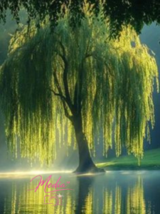13 Ways On How To Style Your Weeping Willow Tree