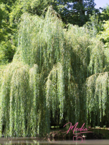 13 Ways On How To Style Your Weeping Willow Tree 5 13 Ways On How To Style Your Weeping Willow Tree 13 Ways On How To Style Your Weeping Willow Tree