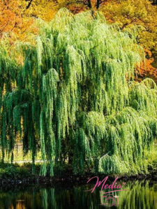 13 Ways On How To Style Your Weeping Willow Tree 4 13 Ways On How To Style Your Weeping Willow Tree 13 Ways On How To Style Your Weeping Willow Tree