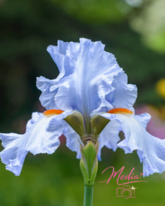 Unveiling The Healing Power Of Bearded Iris 5 Unveiling The Healing Power Of Bearded Iris Unveiling The Healing Power Of Bearded Iris