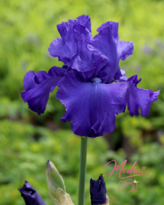 Unveiling The Healing Power Of Bearded Iris