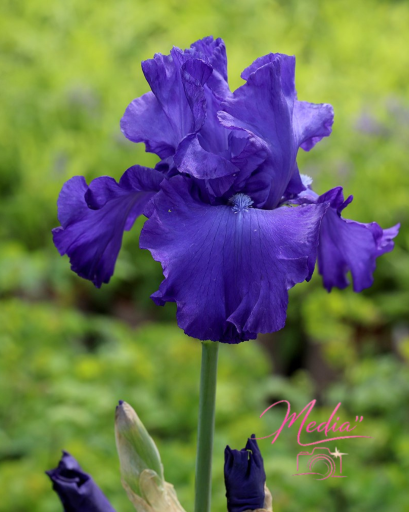 Unveiling The Healing Power Of Bearded Iris