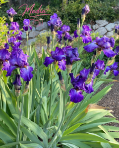 Unveiling The Healing Power Of Bearded Iris 4 Unveiling The Healing Power Of Bearded Iris Unveiling The Healing Power Of Bearded Iris