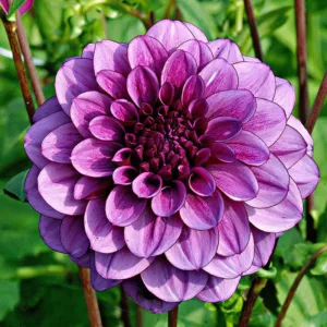 THE Dahlia Flowers