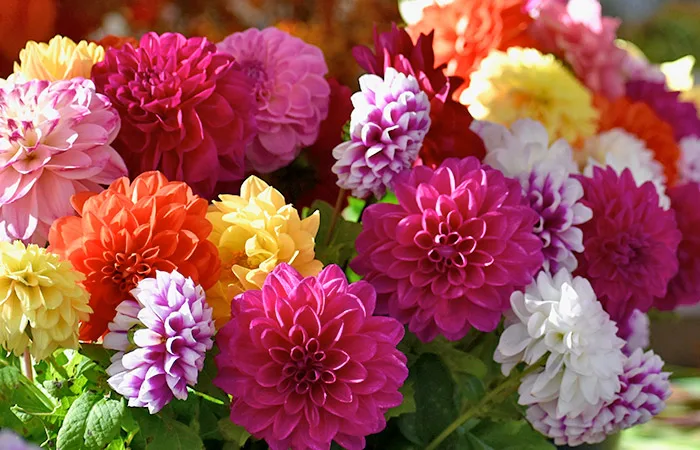 7 Cutest patterns of the Dahlia Flowers 17 FOR Dahlia Flowers