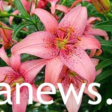 FOR Pink Lily