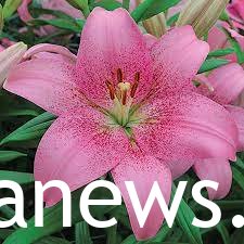 THE Pink Lily