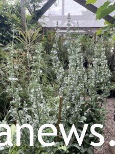 THE White Sage
