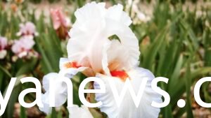 Bearded Iris white