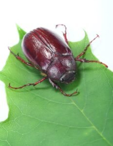 Scientists Unveil 13 Mind-blowing Facts About June Bug
