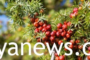  Juniper Berries: red 