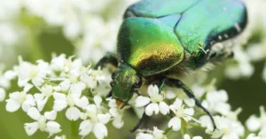 June bug eating flowers 