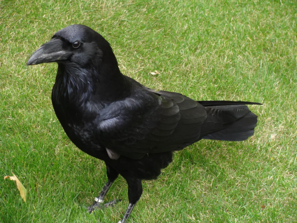 Raven in a green grass