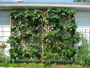 azalea bush espalier