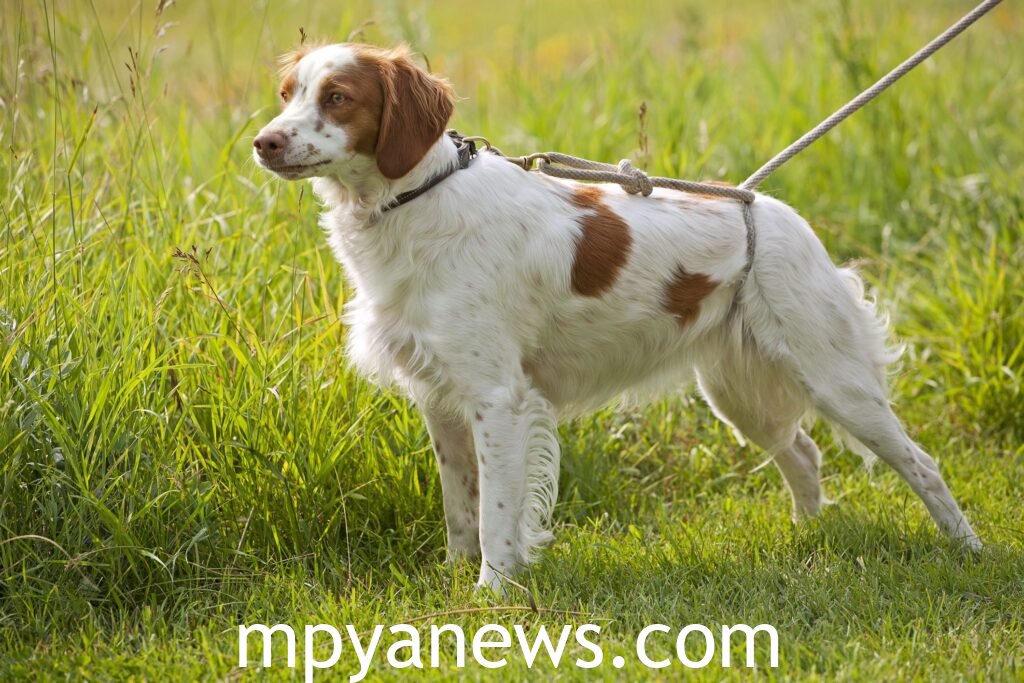 FOR Brittany Spaniel