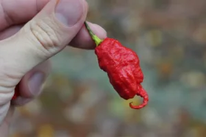 Carolina Pepper: SM-Primotalii-pepper-ripe