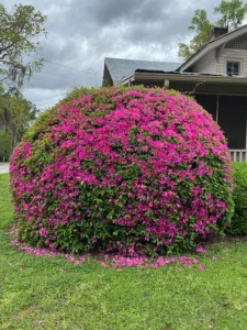 Azalea bush in cloud pruning