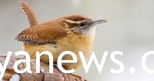 FOR Carolina Wren