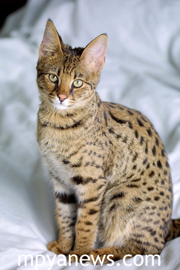 Savannah Cat