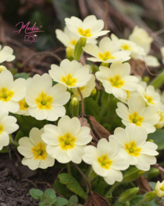 7 Best Colours of a Primrose to Gift Your Loved One 7 7 Best Colours of a Primrose to Gift Your Loved One 7 Best Colours of a Primrose to Gift Your Loved One