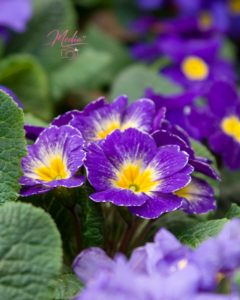 7 Best Colours of a Primrose to Gift Your Loved One 6 7 Best Colours of a Primrose to Gift Your Loved One 7 Best Colours of a Primrose to Gift Your Loved One