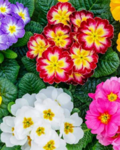 7 Best Colours of a Primrose to Gift Your Loved One