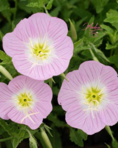 7 Best Colours of a Primrose to Gift Your Loved One 4 7 Best Colours of a Primrose to Gift Your Loved One 7 Best Colours of a Primrose to Gift Your Loved One
