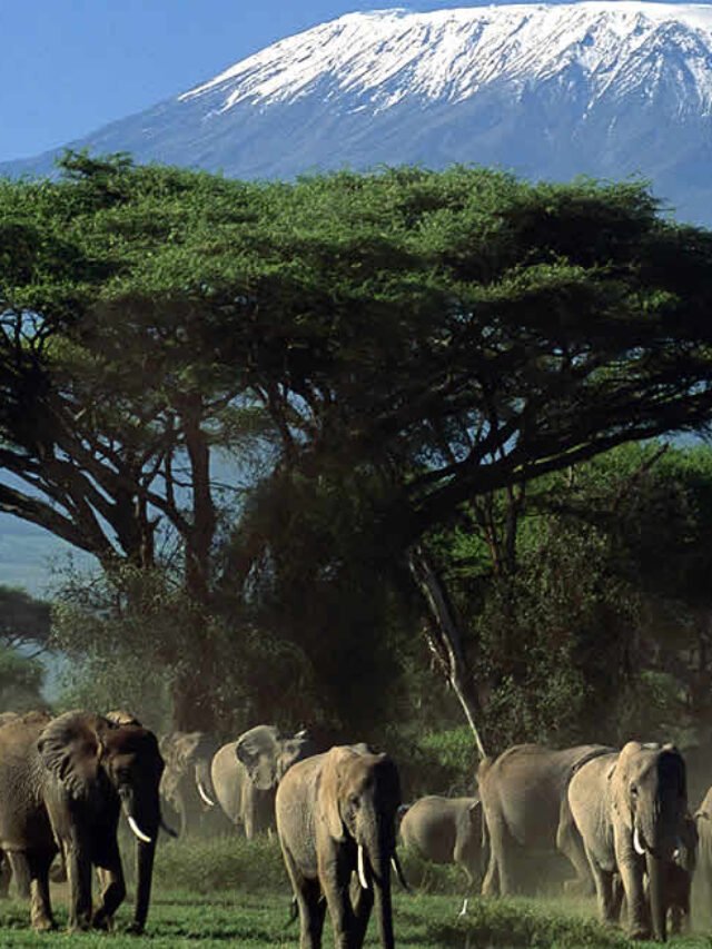 6-Reasons-to-visit-Amboseli-national-park