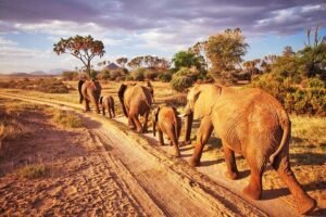 Majestic Elephant Herd Crossing Amboseli Plains Dust