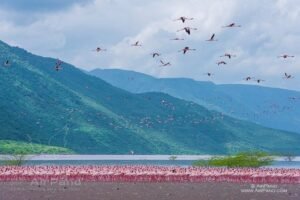 Aerial View Of Flamingos Lake Nakuru National Park: