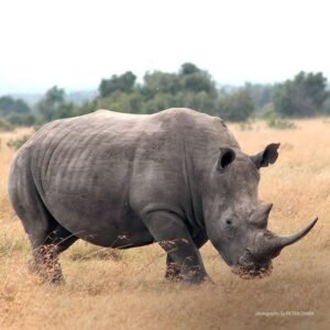 Rare Black Rhino Sighting In Ol Pejeta Conservancy