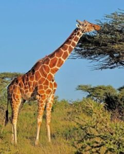 Graceful Giraffes Feeding On Acacia Trees Nairobi National Park