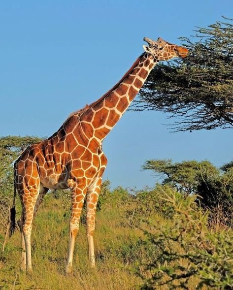 Graceful Giraffes Feeding On Acacia Trees Nairobi National Park