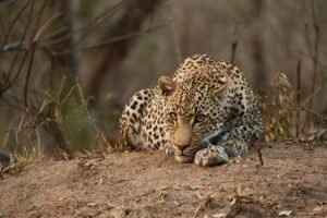 Cheetahs On Termite Mound Classic Safari Photo